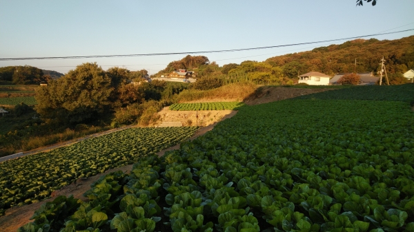 白菜畑を歩くと鍋を食べたくなった