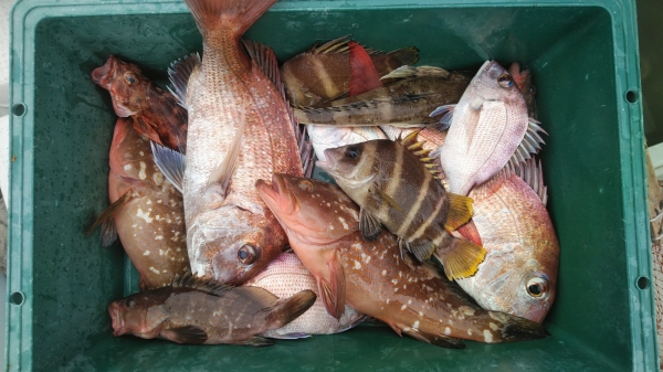 一つテンヤで釣れる魚はバラエティーに富む