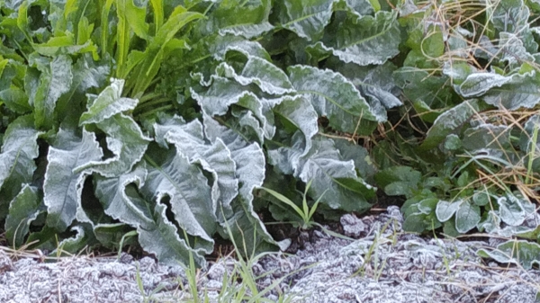 雑草の上に降りた初霜
