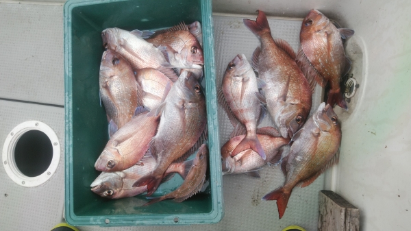 別船の弟も5枚釣っていた