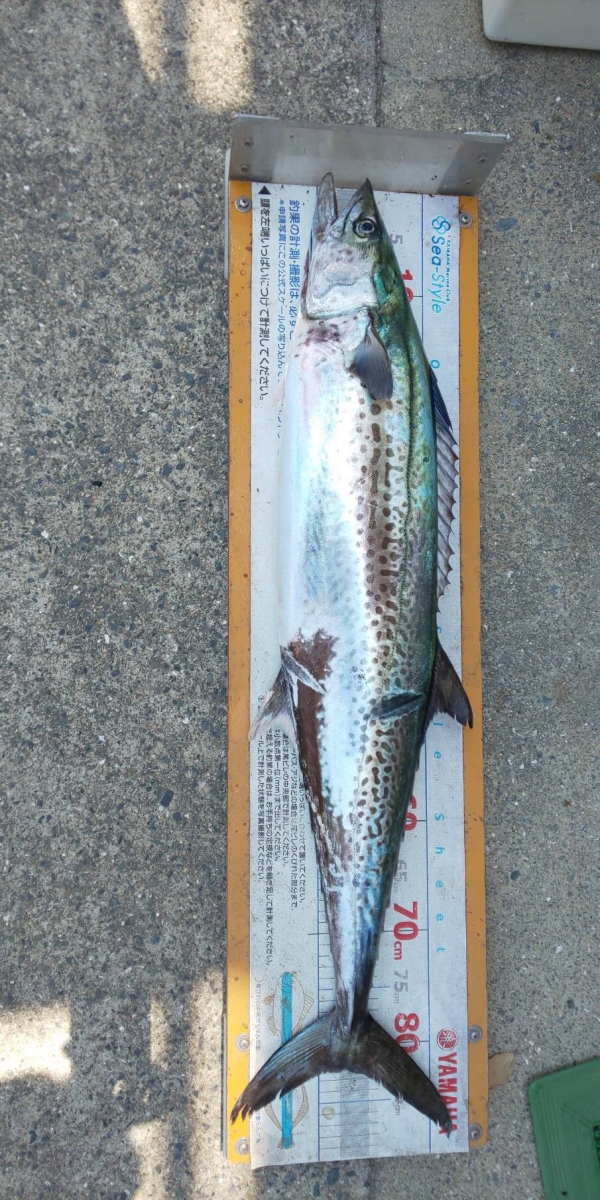 サワラは夜明け水面のイワシを捕食
