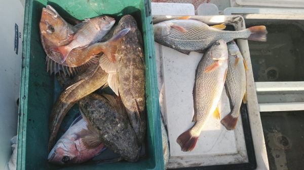 これで当分魚には困りません