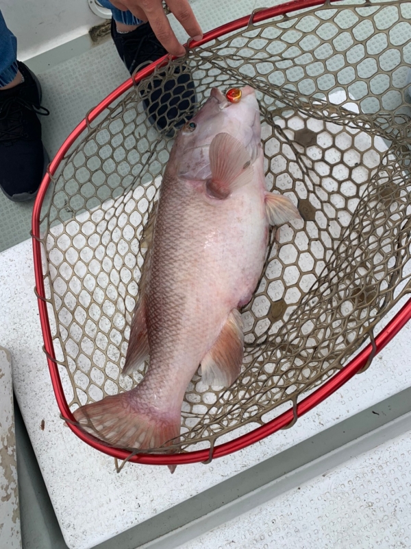 コブダイは放流