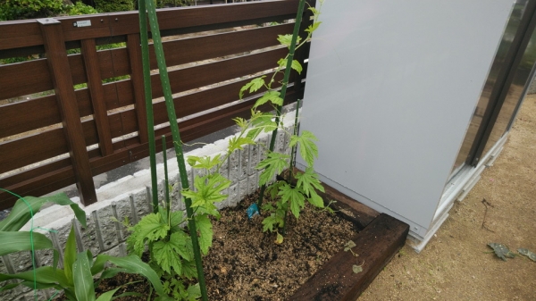 初めてゴーヤも植えてみました