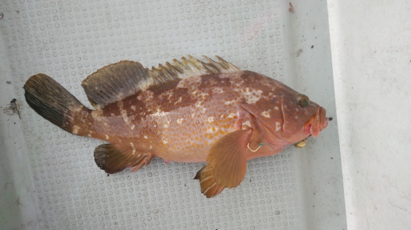 釣れて一番うれしいアコウ