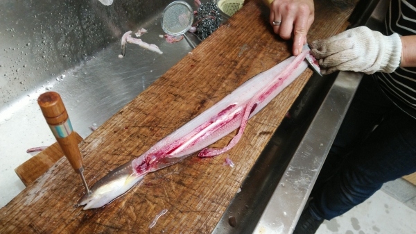 目うちして小出刃で背開きにする