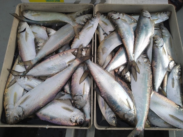 塩焼き、煮つけ、刺身、酢の物どれも旨い