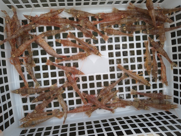 余ったエビは再度活かし友人に譲った