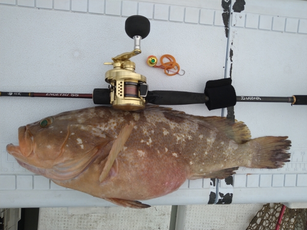 今朝唯一の釣果アコウ52㎝