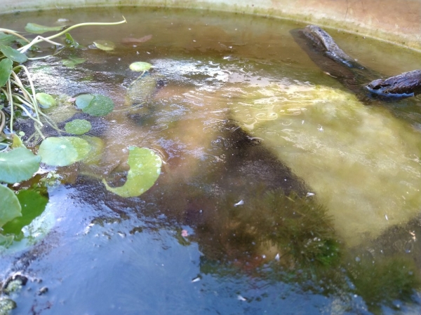 薄氷が張っていたので餌やりは中止