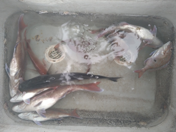 この日の釣果は鯛とハネ