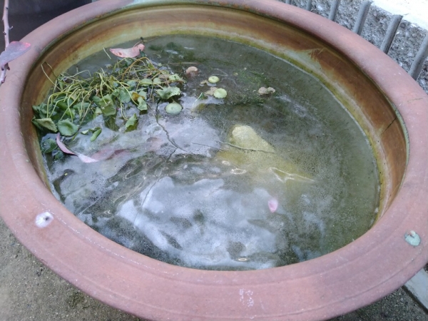 メダカの鉢には分厚い氷…