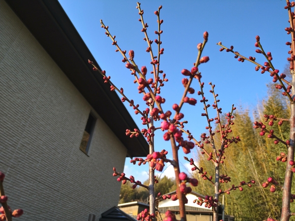 紅梅の開花はもう数日先のようだ