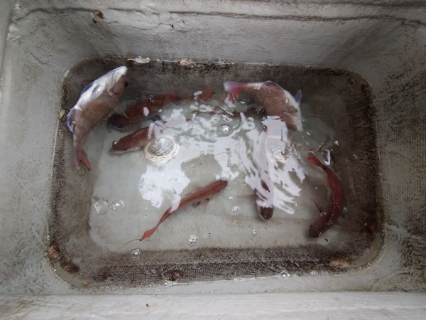 釣果は8枚ですがアタリはこの3倍