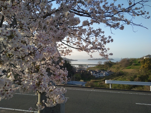 桜（ソメイヨシノ）満開