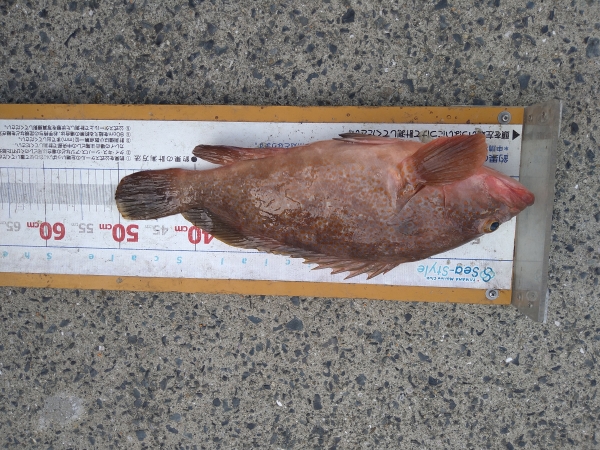 アコウ