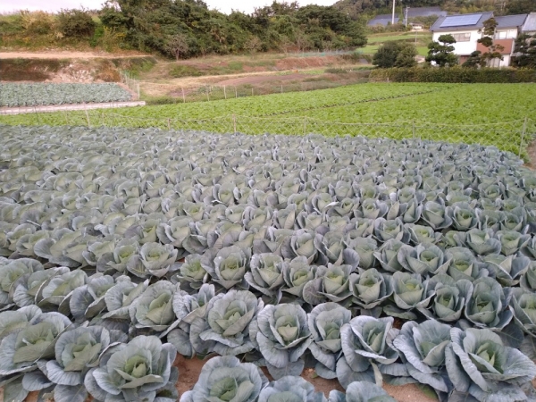 夏のヒマワリ畑はキャベツ＆白菜に…