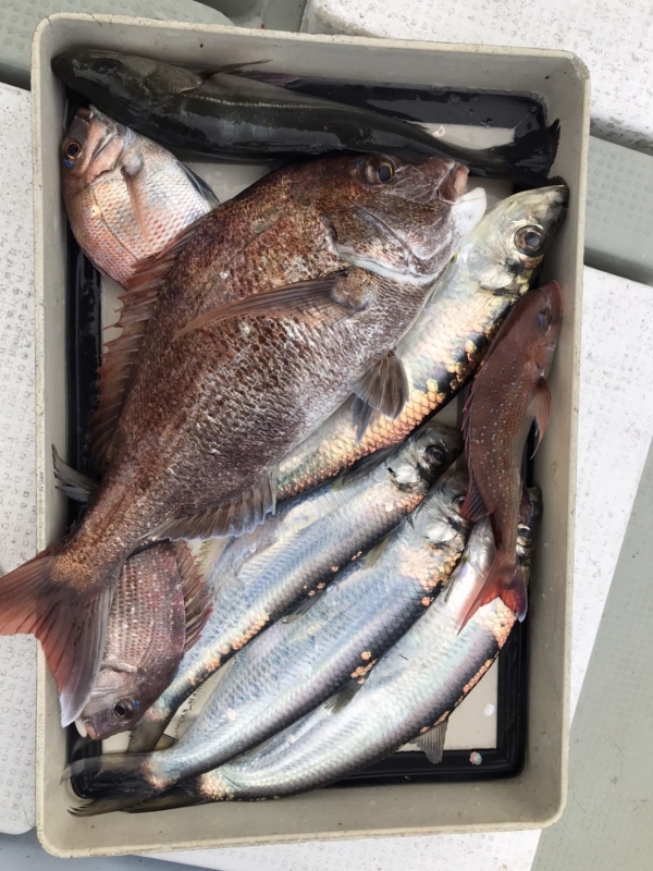 マイクロジギングでの釣果