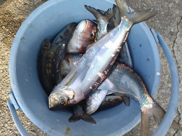 魚は社員食堂でおかずになった