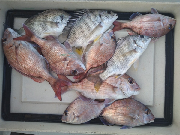 小型を多く釣れば腕は上達！？