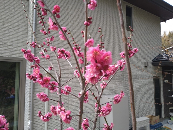 紅梅