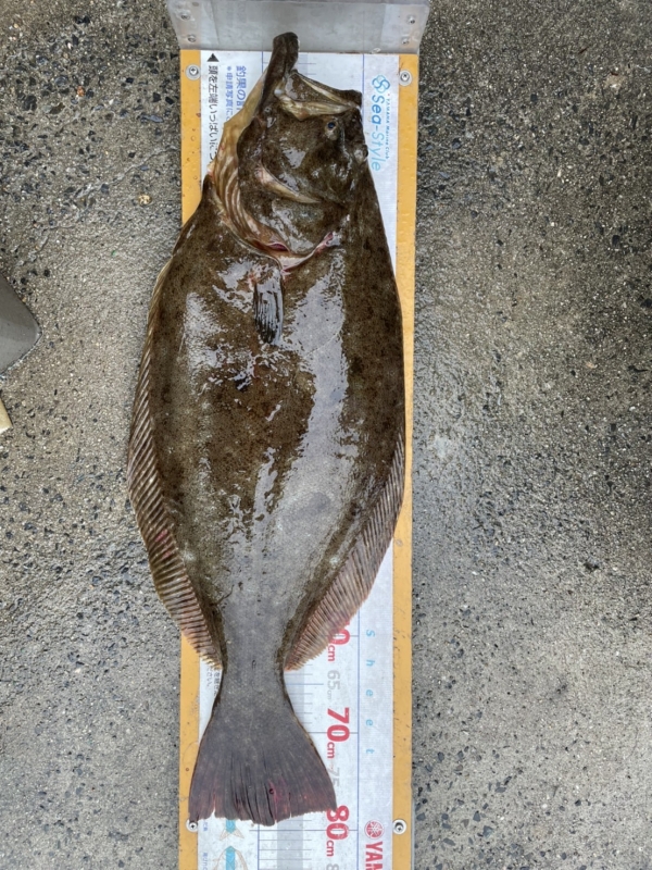 魚寸79cm 重量5.5kg