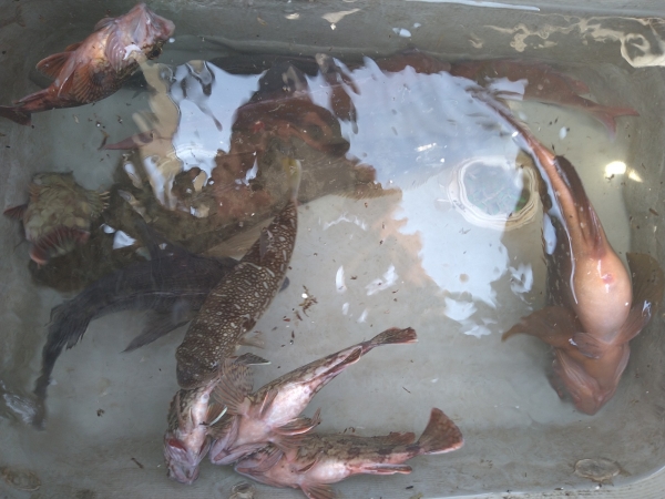 イケスは水族館状態