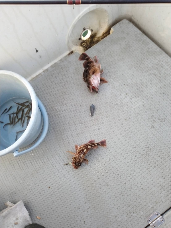 バケツの中は餌のモロコ