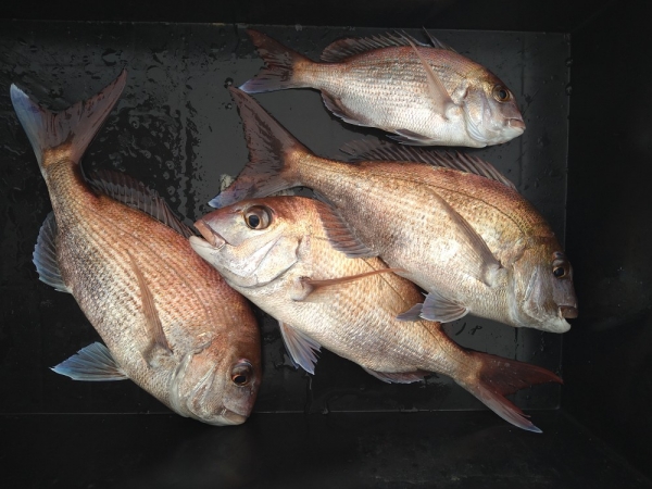 火曜の釣果