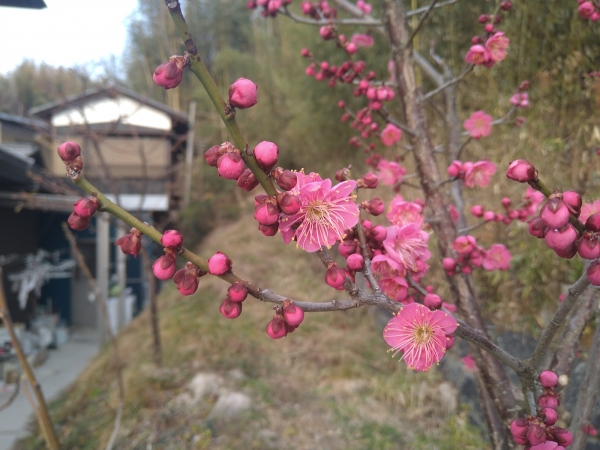 三分咲きの紅梅