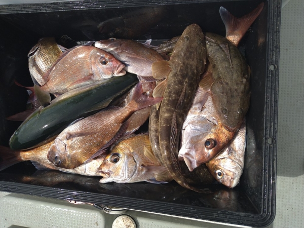 タイラバとメタルジグでの釣果