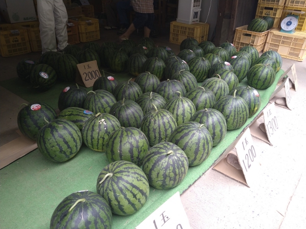 この品種は「赤い彗星」