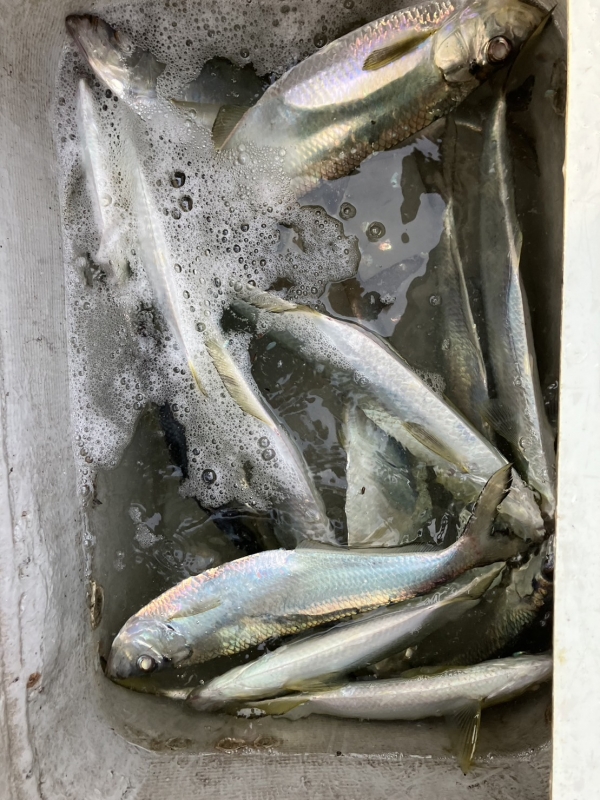 よく暴れるがすぐ死んでしまう