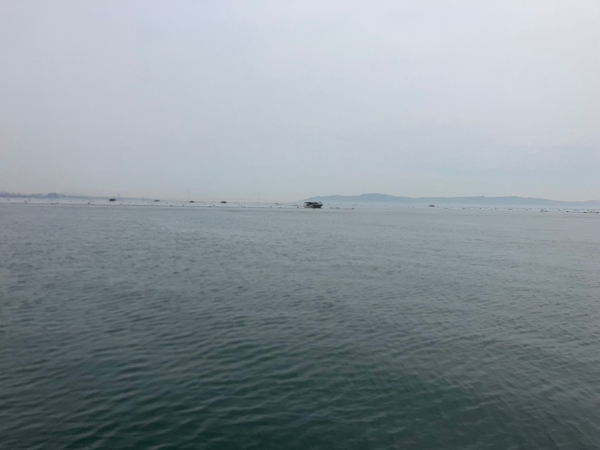 そろそろ海苔の刈取りも終わりか