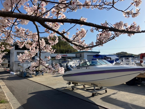 ソメイヨシノ