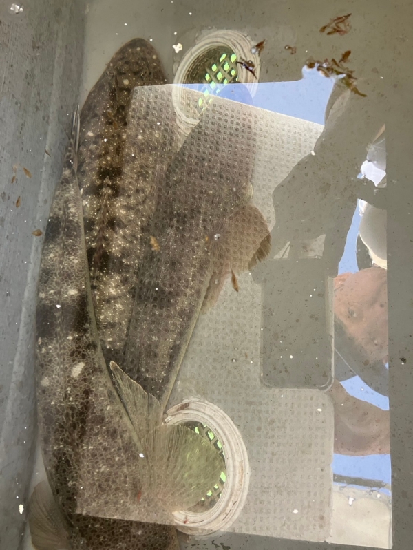 手足を付ければ山椒魚？