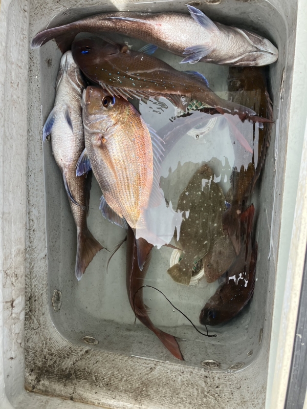 鯛の他ヒラメ、コチ、ニベ