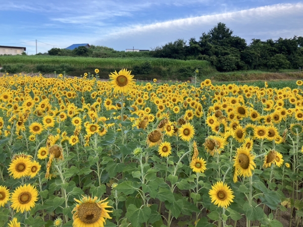 冬は白菜が植えられている