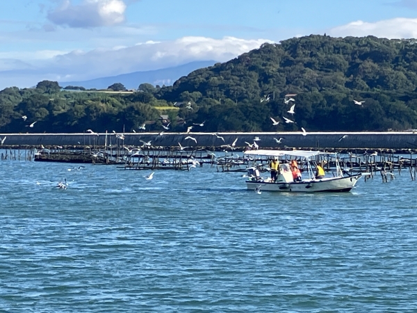 湾内ではカモメが乱舞