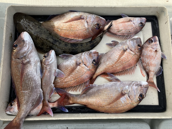火曜の釣果