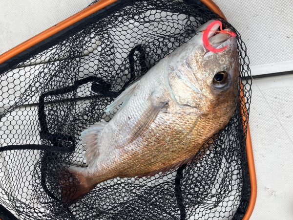 本日最大は55cm