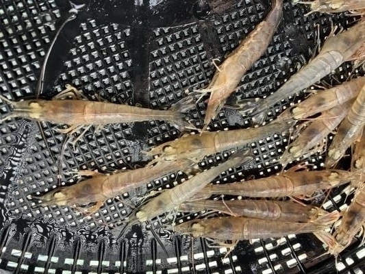 人が食べても美味しいガラエビ