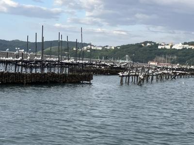 最近港内にカモメが異常に多い
