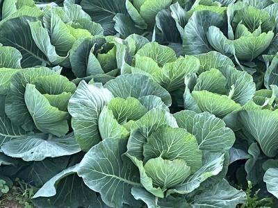 玉になる前のキャベツ