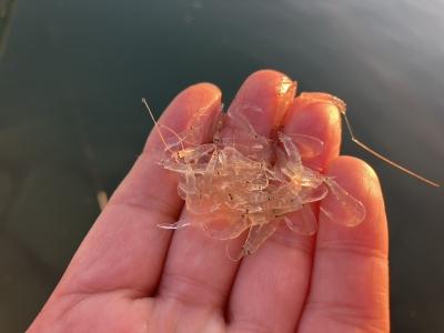 セイゴ、チヌ、メバル、サヨリに追われる