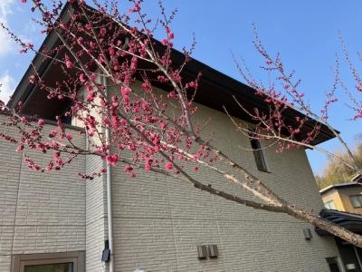 庭の紅梅は五分咲き