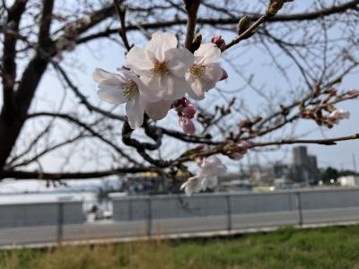 ソメイヨシノ開花