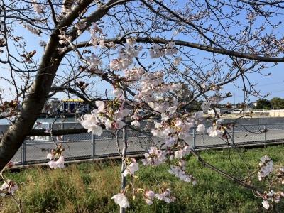 ソメイヨシノ開花