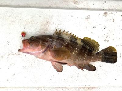ヒトツテンヤで釣ったアコウ