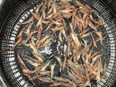 テンヤには活ガラエビが最適
